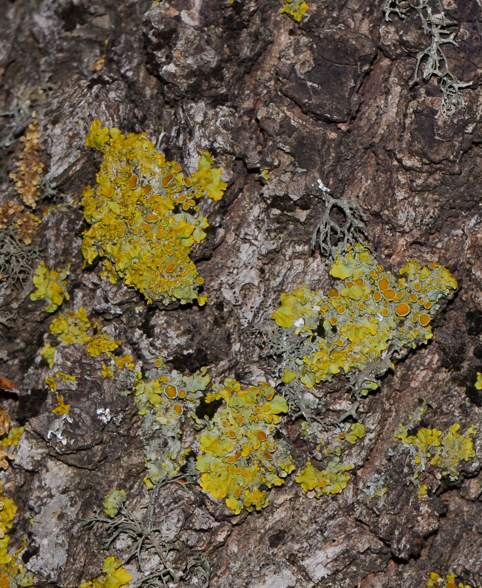 Image of Xanthoria parietina specimen.