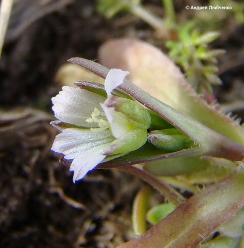 Изображение особи Holosteum umbellatum.