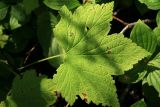 Ribes latifolium