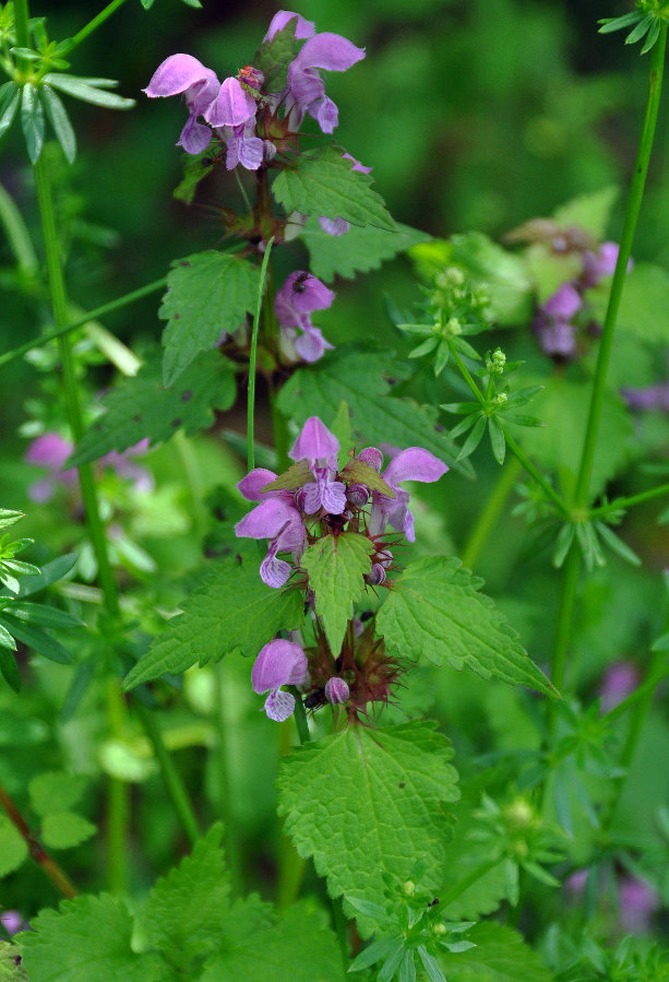 Image of Lamium maculatum specimen.