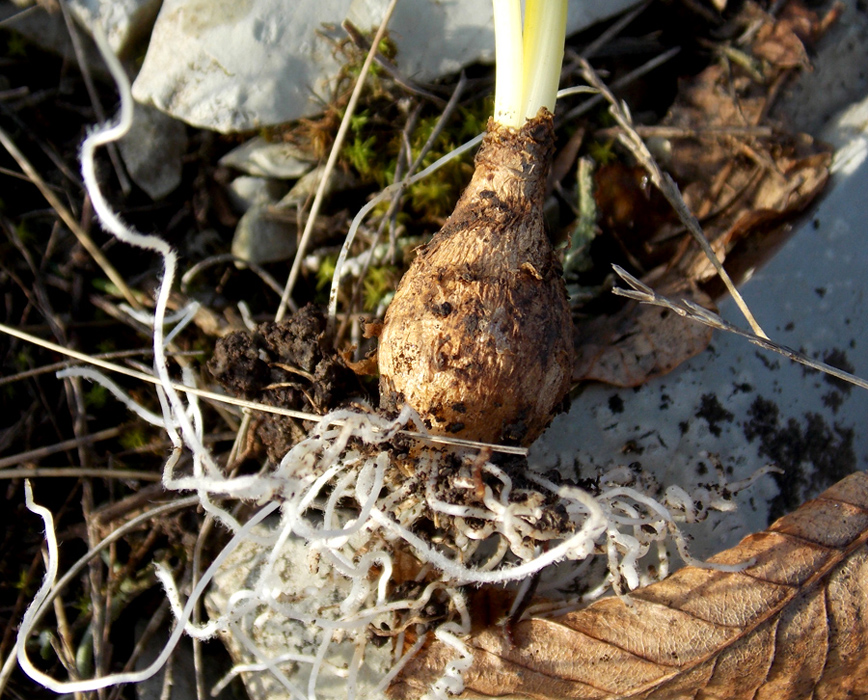 Изображение особи Ornithogalum woronowii.