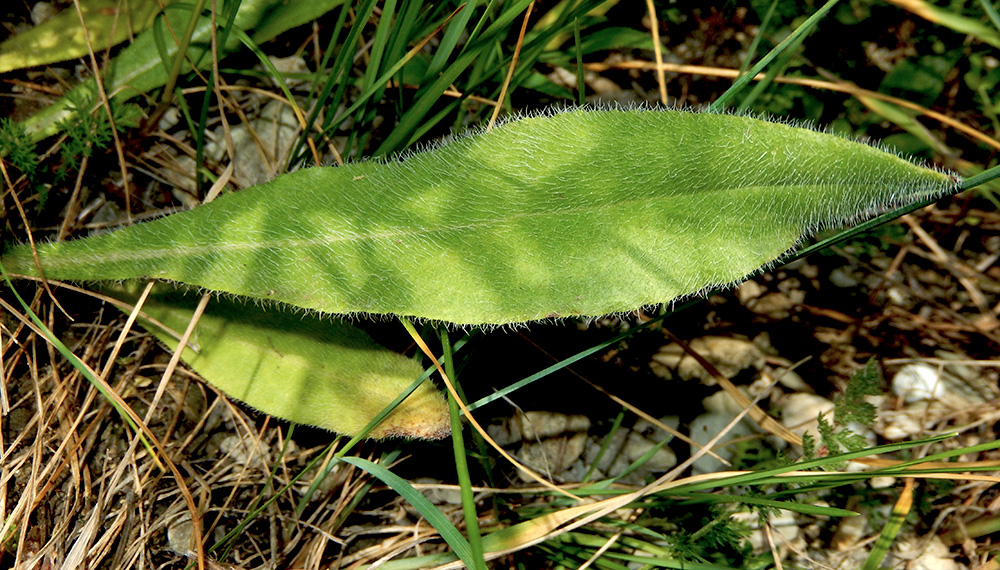 Image of Anchusa azurea specimen.