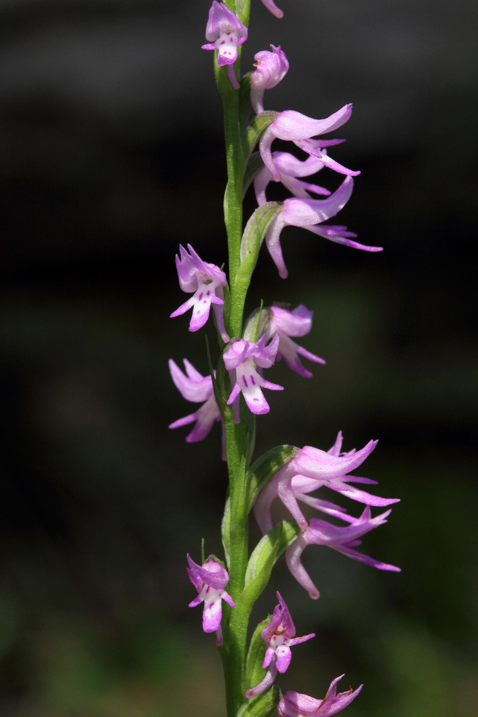 Image of Neottianthe cucullata specimen.