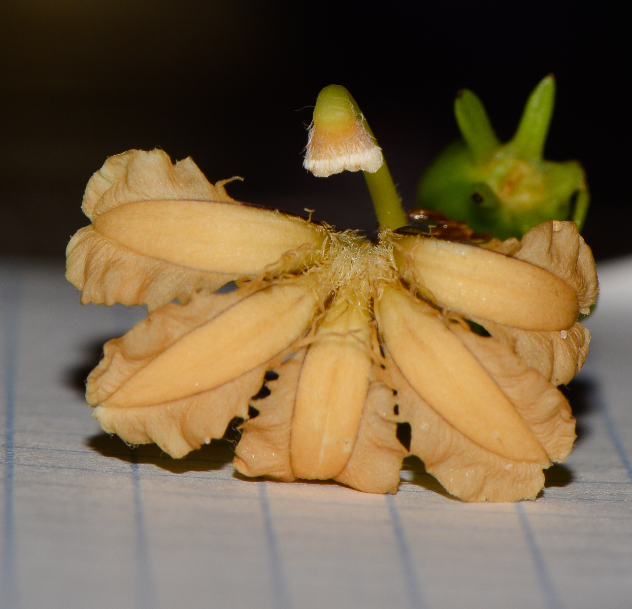 Image of Scaevola taccada specimen.