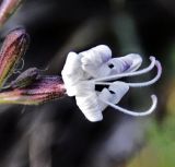 Silene italica