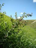 Cotoneaster melanocarpus. Ветвь с плодами. Ульяновская обл., Карсунский р-н, окр. с. Теньковка, гряда мергелисто-меловых склонов к р. Урень и её правому притоку к северу и востоку от села. 7 июля 2015 г.