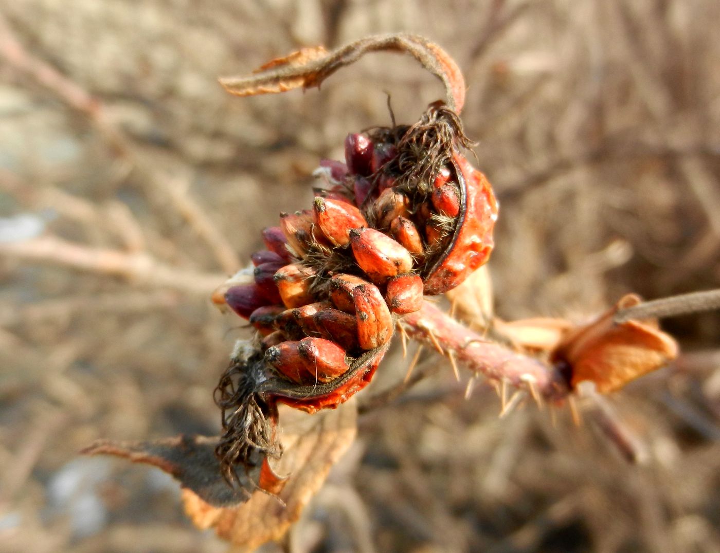 Image of Rosa rugosa specimen.