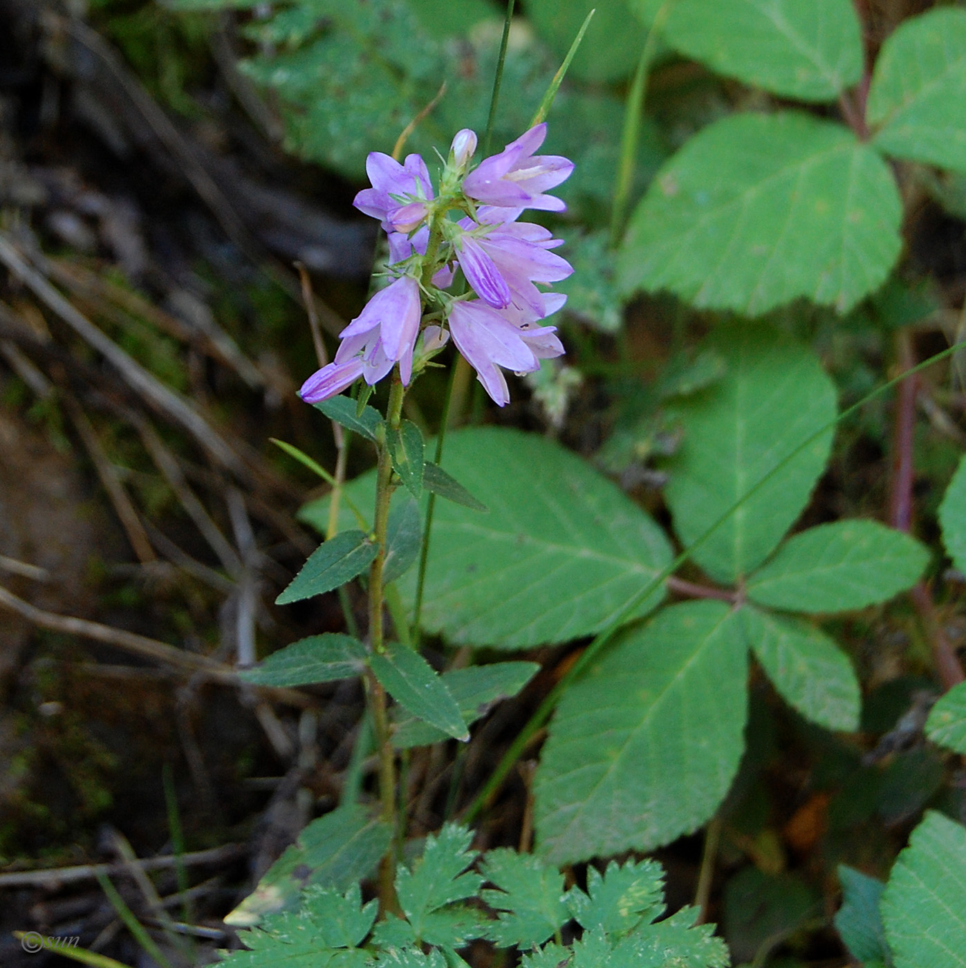 Изображение особи Campanula bononiensis.