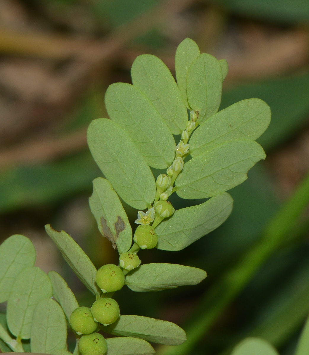 Image of Phyllanthus amarus specimen.