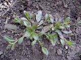Ajuga reptans