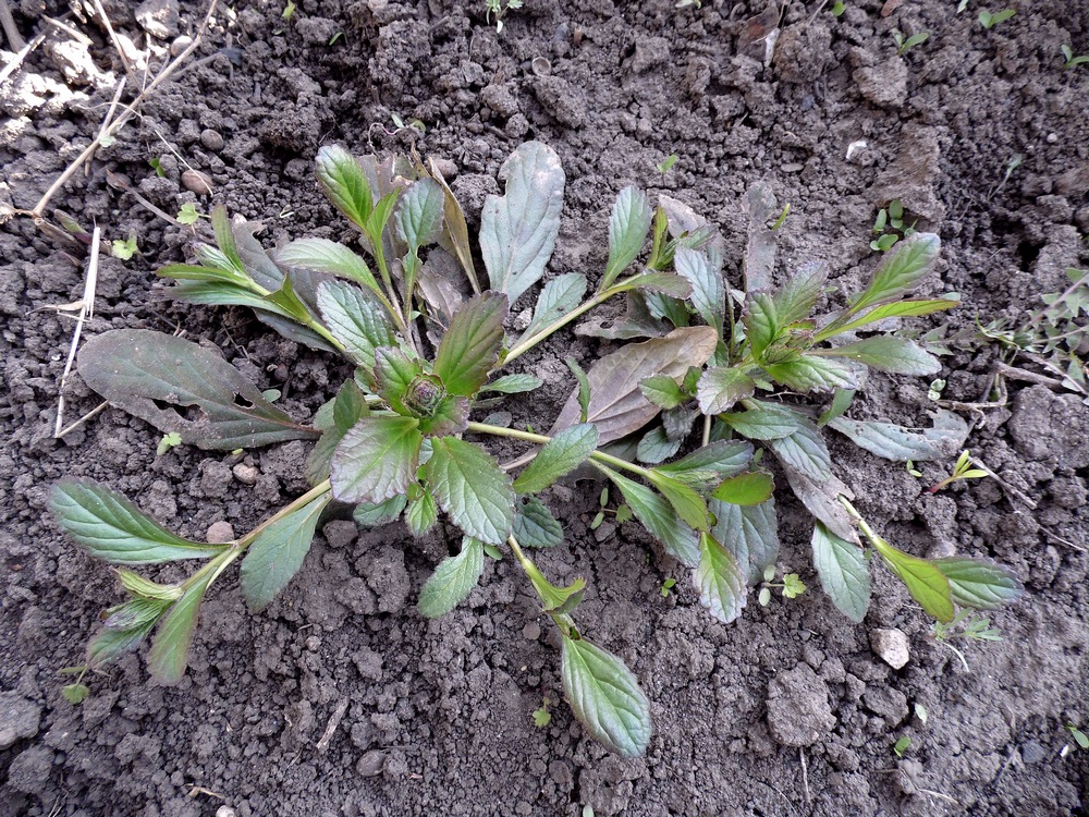 Image of Ajuga reptans specimen.