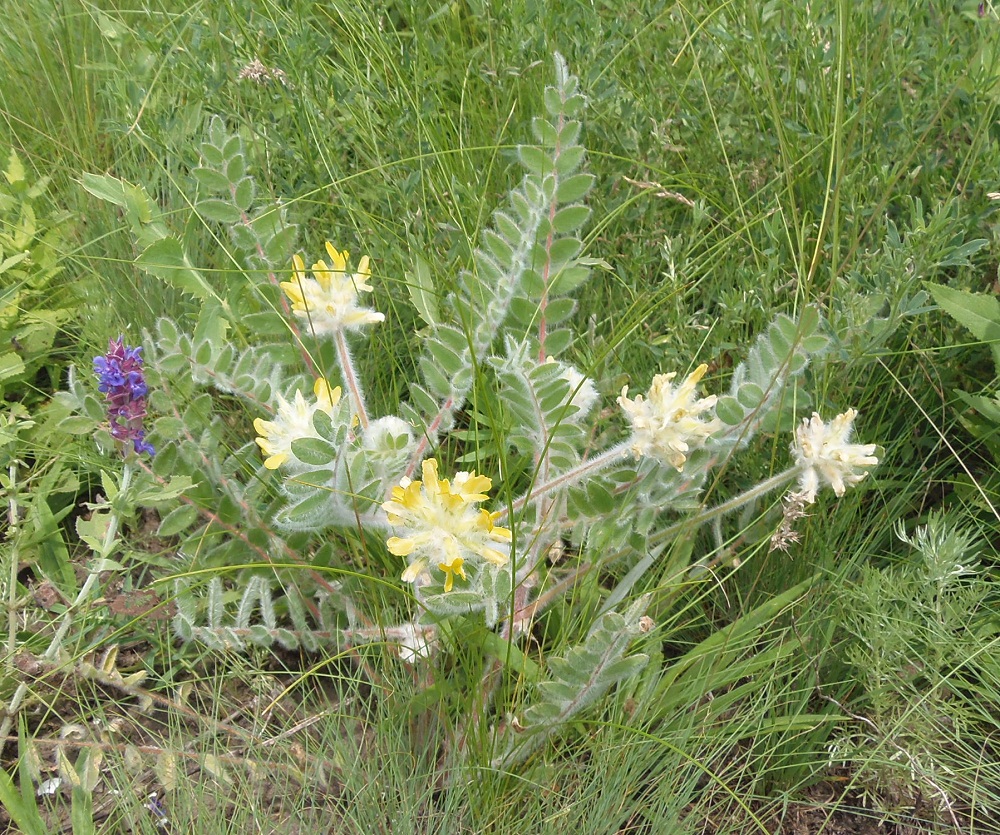 Image of Astragalus dasyanthus specimen.