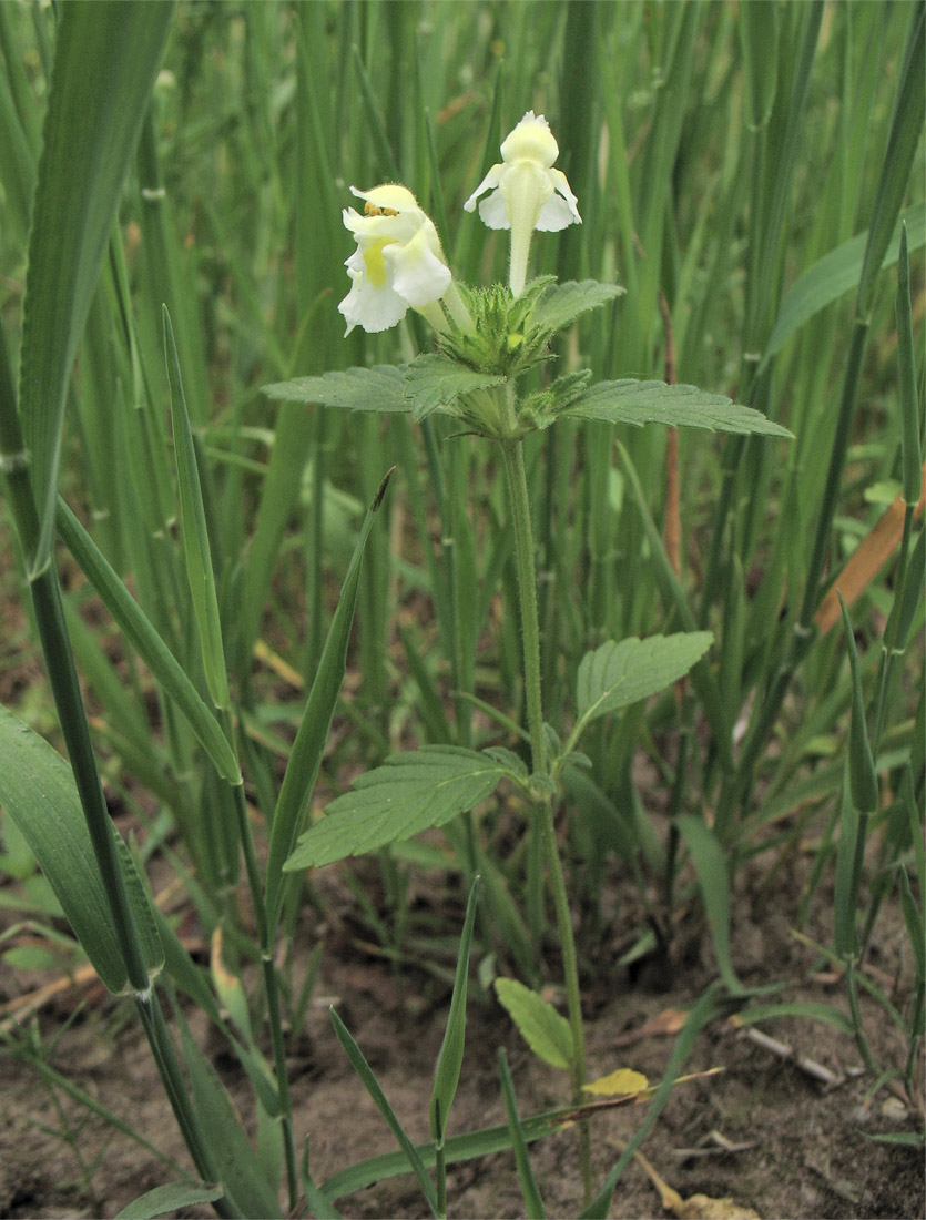 Изображение особи Galeopsis segetum.