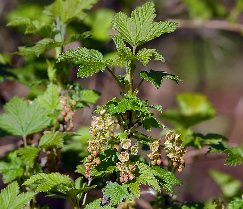 Image of Ribes rubrum specimen.