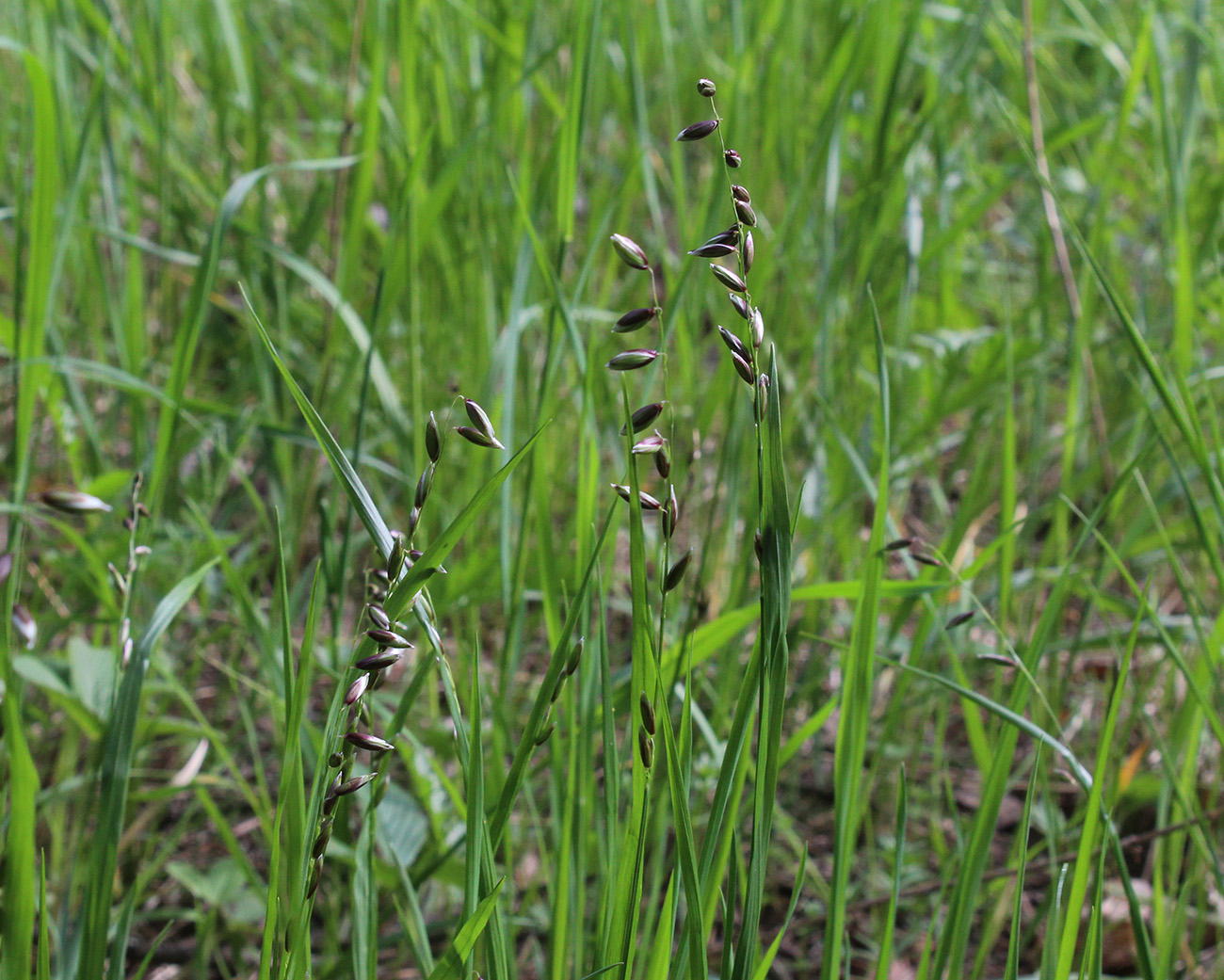 Image of Melica nutans specimen.