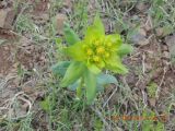 род Euphorbia