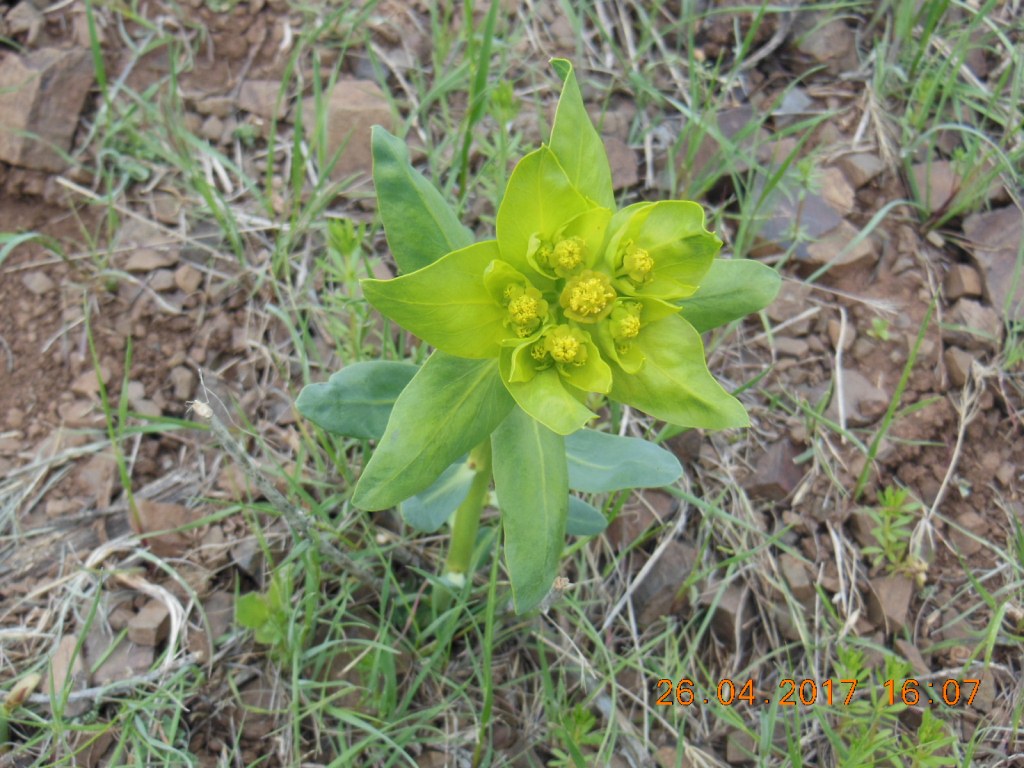 Изображение особи род Euphorbia.