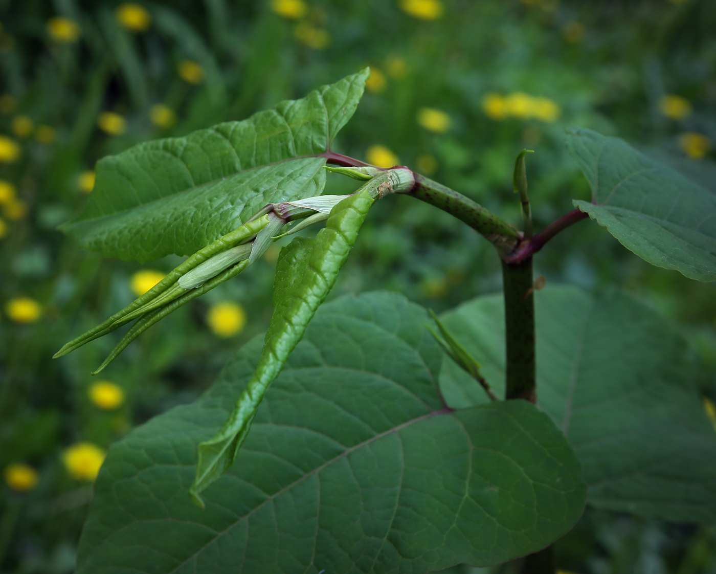 Изображение особи Reynoutria sachalinensis.