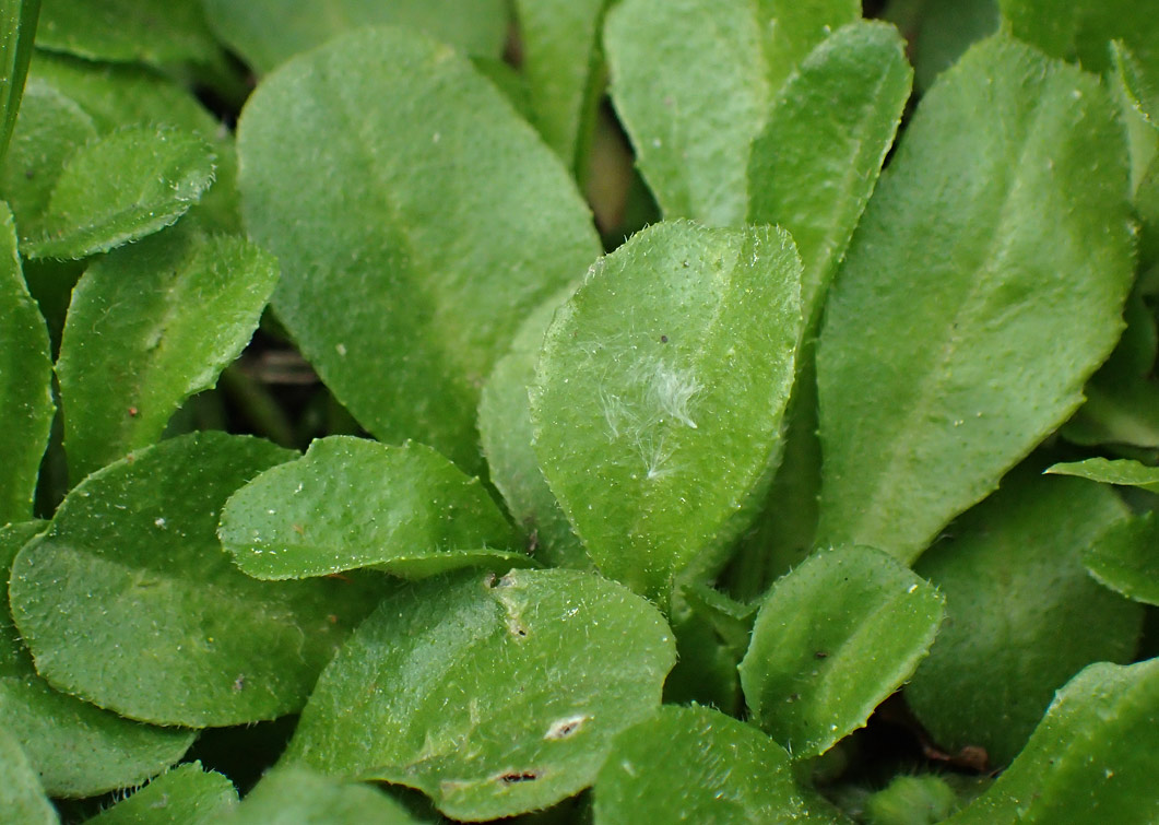 Изображение особи Bellis perennis.