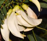 Sesbania grandiflora. Цветки. Таиланд, о-в Пхукет, курорт Ката, во дворе, в культуре. 17.01.2017.