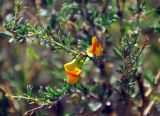 Caragana pygmaea. Верхушка побега с цветками. Монголия, аймак Завхан, окр. пос. Сантмаргац, ≈ 1700 м н.у.м., на скале. 10.06.2017.