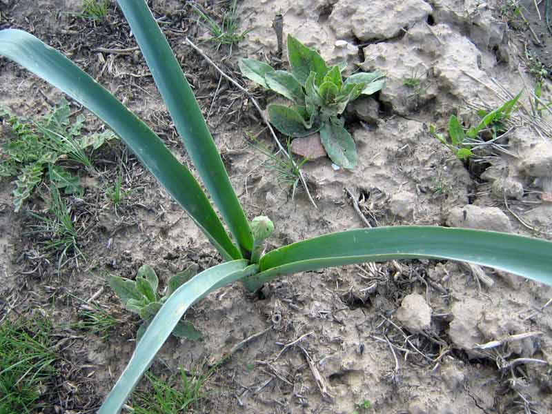 Image of Allium suworowii specimen.