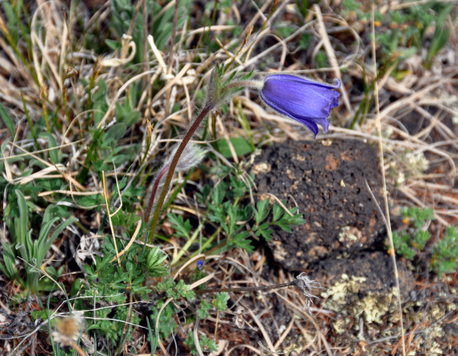 Image of Pulsatilla regeliana specimen.