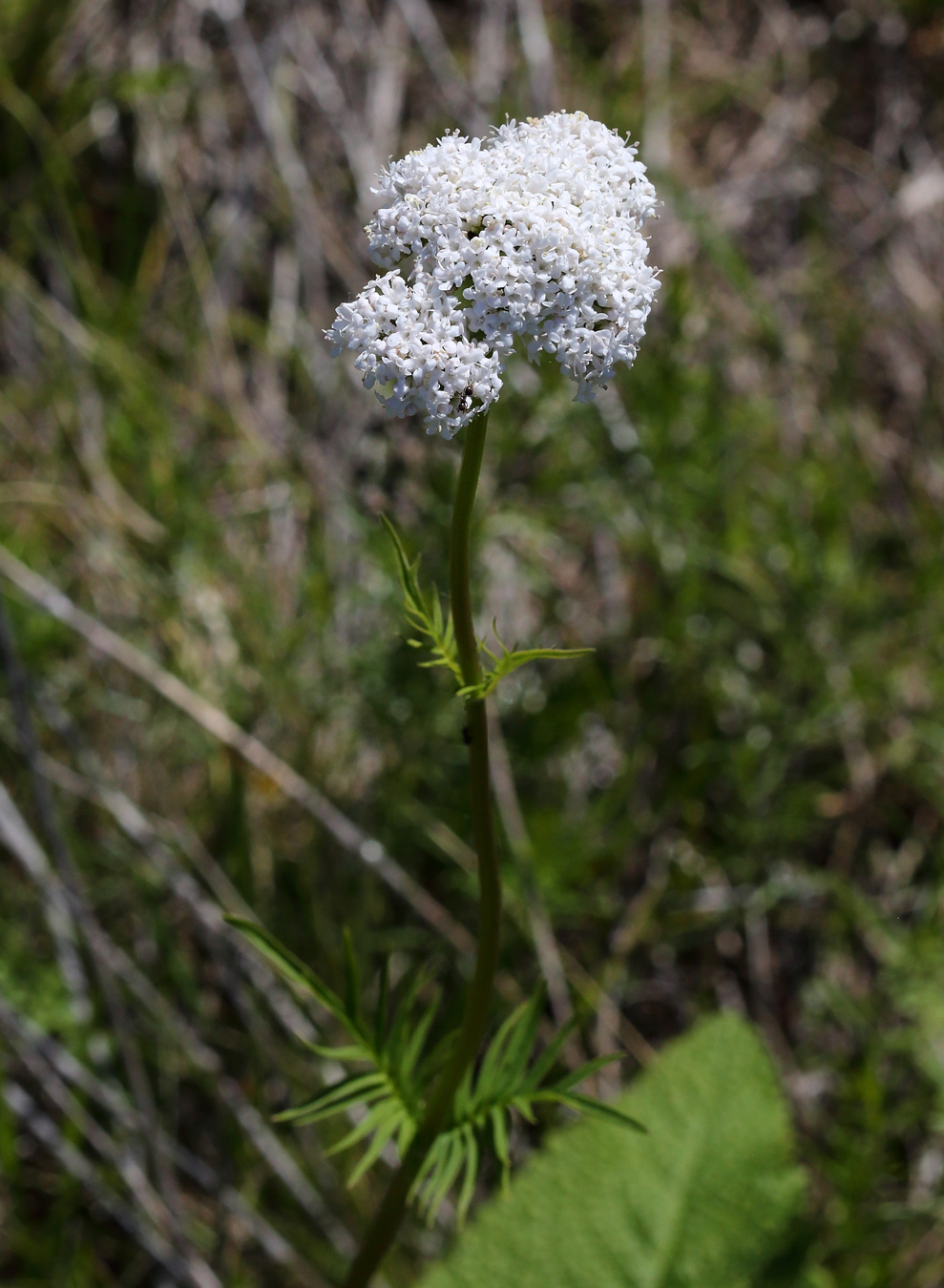 Изображение особи Valeriana rossica.