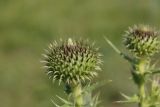 Cirsium serrulatum