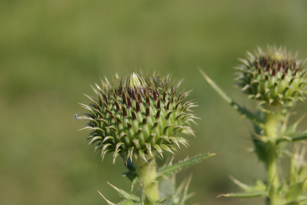 Image of Cirsium serrulatum specimen.