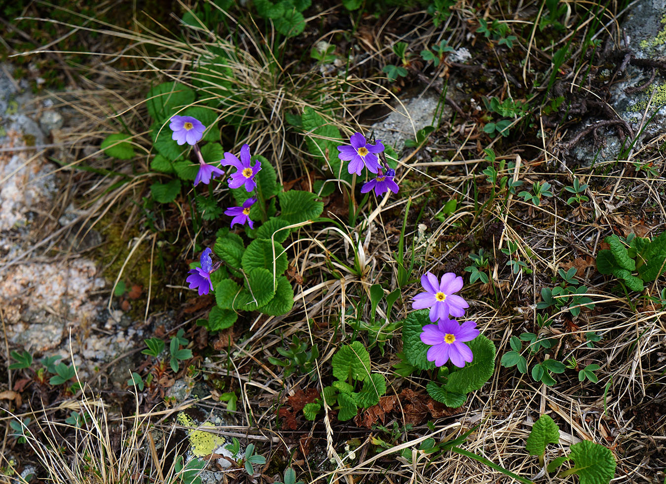 Изображение особи Primula renifolia.