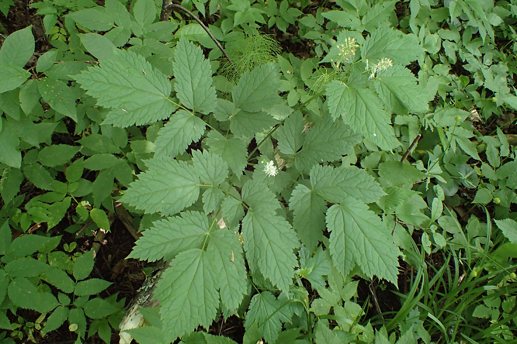 Image of Actaea spicata specimen.