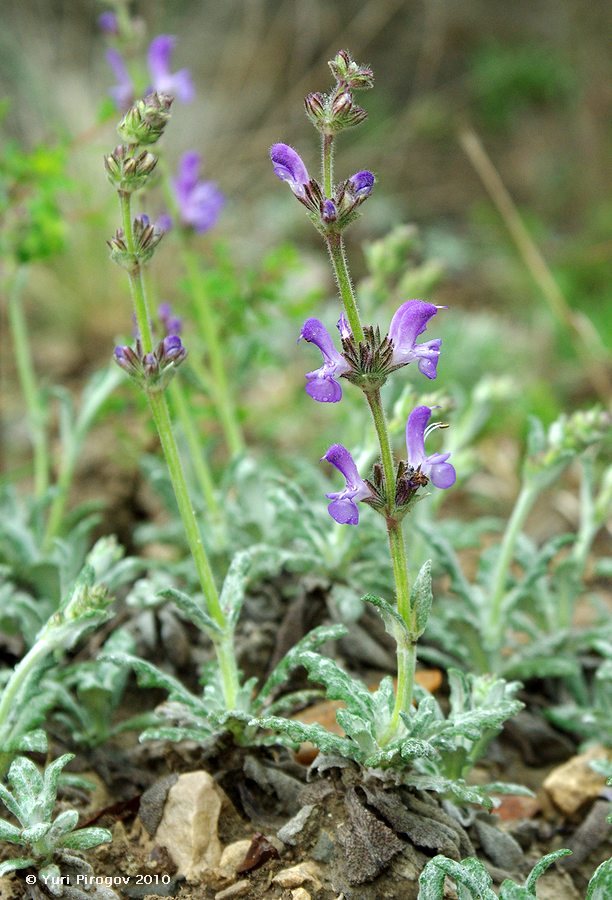 Image of Salvia canescens var. daghestanica specimen.