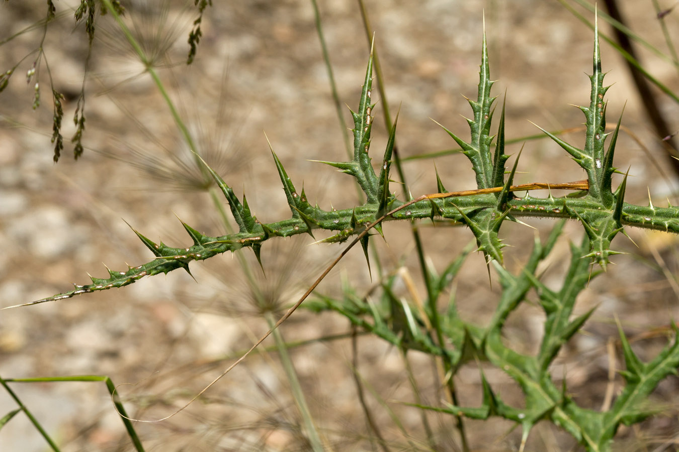 Image of Echinops spinosissimus ssp. bithynicus specimen.