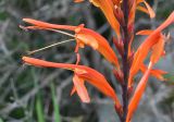 Chasmanthe floribunda
