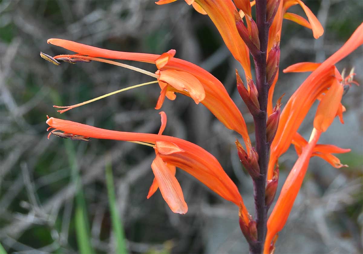 Image of Chasmanthe floribunda specimen.