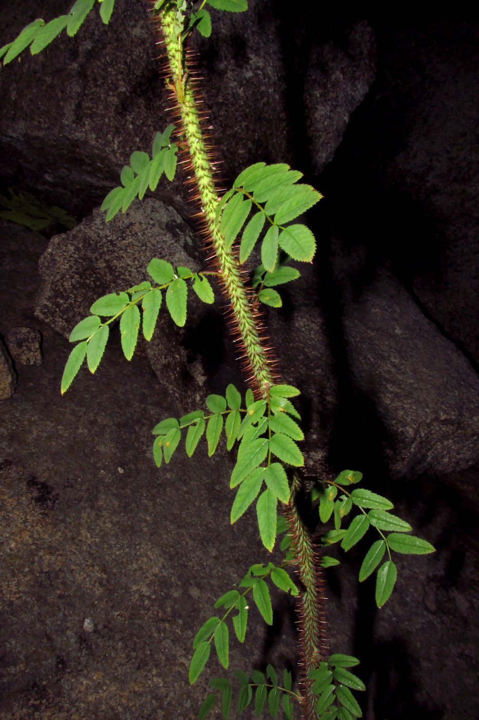 Image of Rosa oxyacantha specimen.