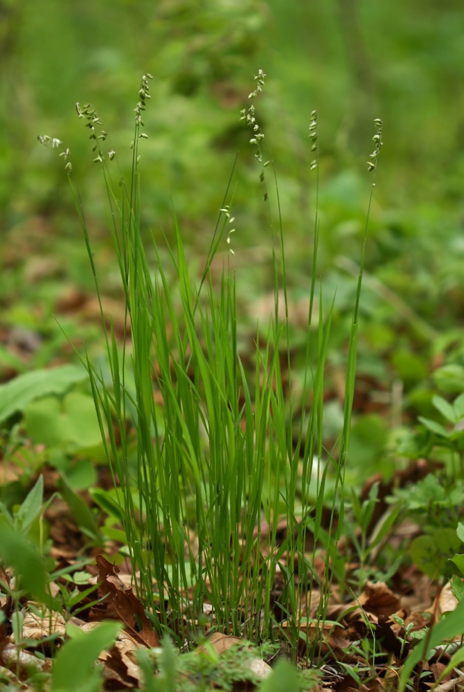 Image of Melica nutans specimen.