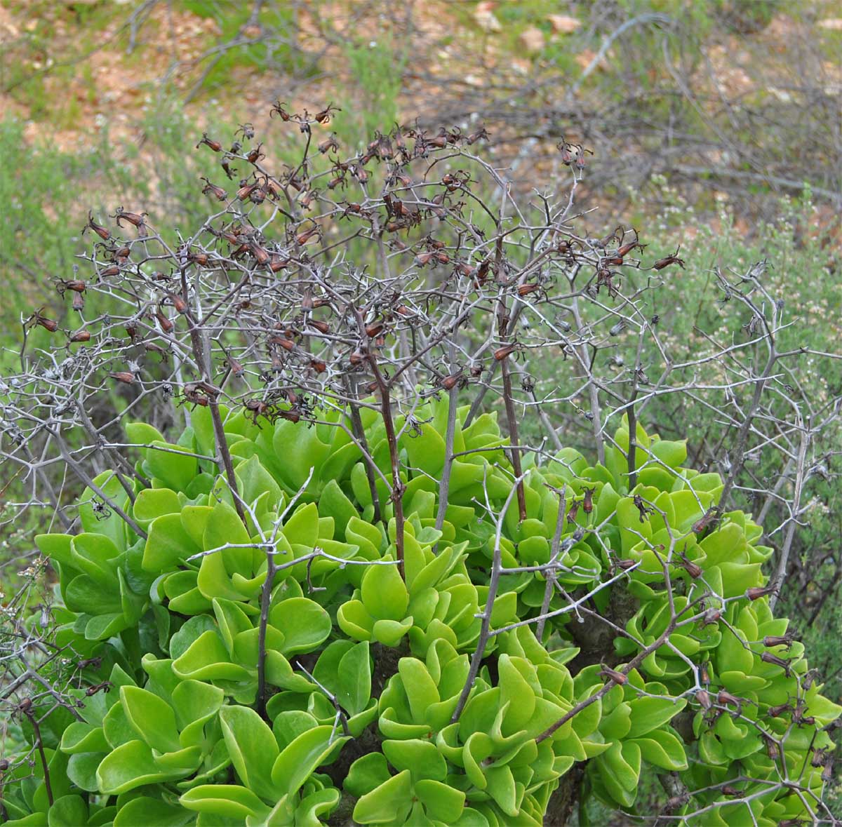 Изображение особи Tylecodon paniculatus.