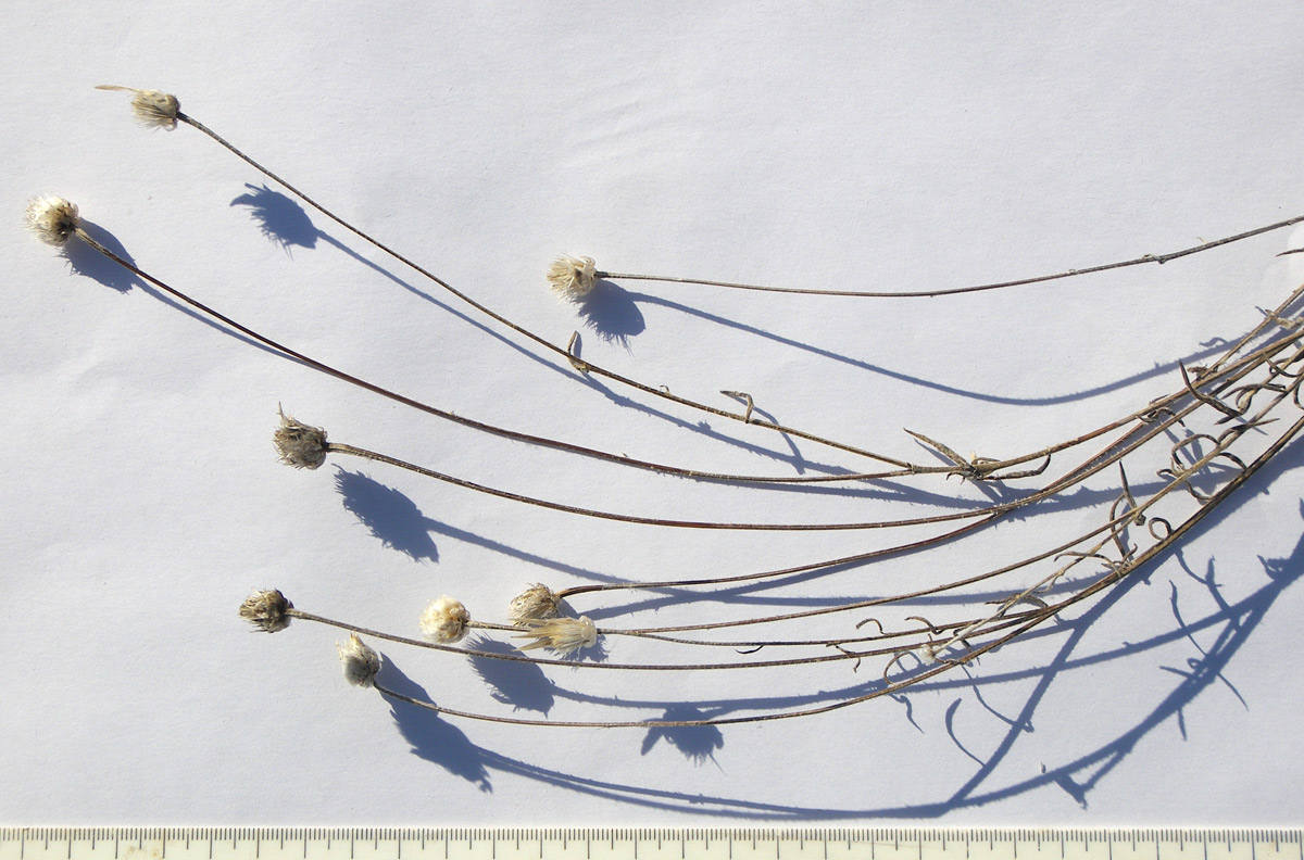 Image of Xeranthemum annuum specimen.