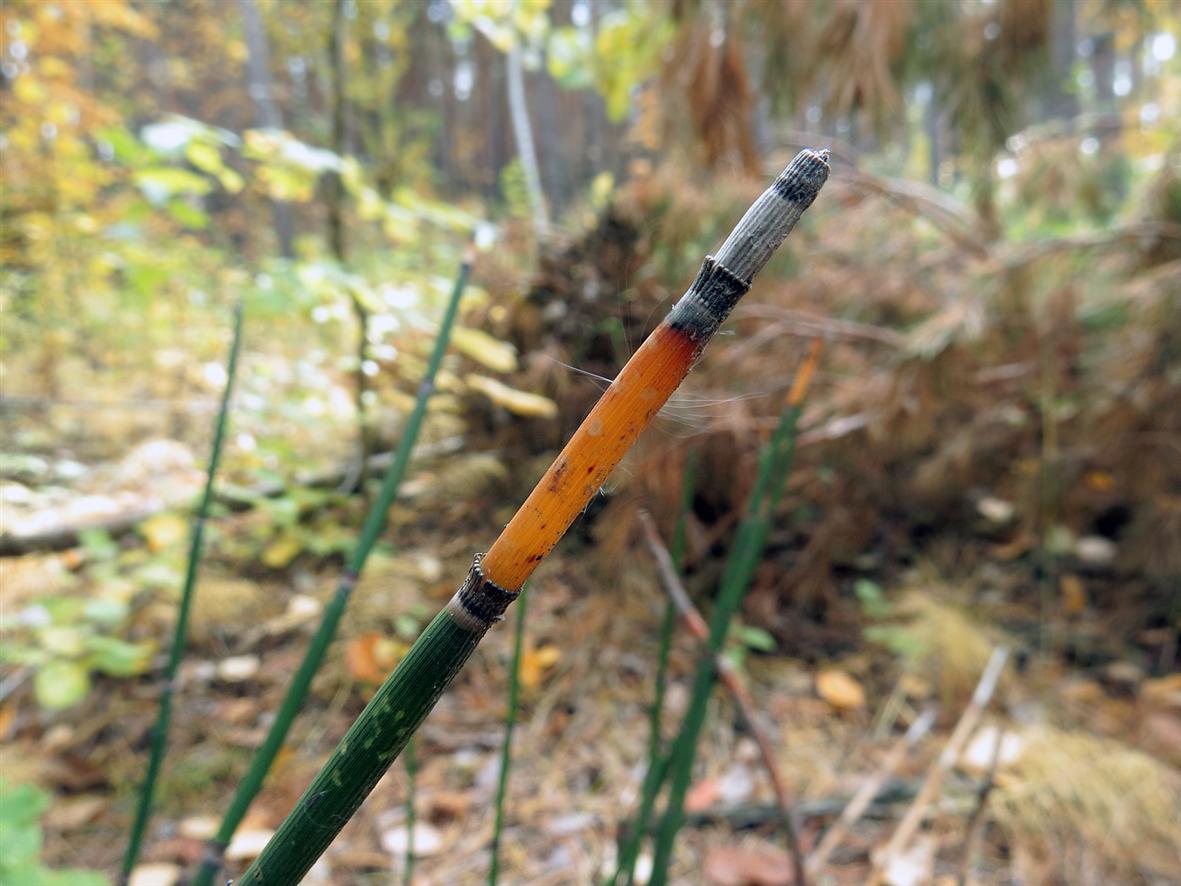 Image of Equisetum hyemale specimen.