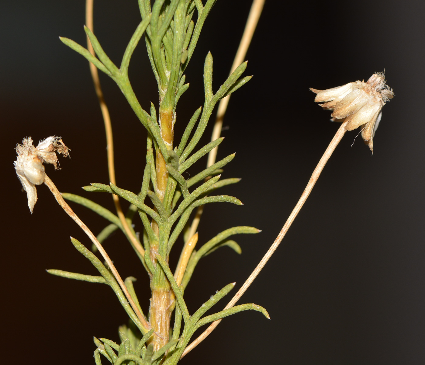 Image of Euryops multifidus specimen.