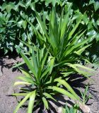 Yucca