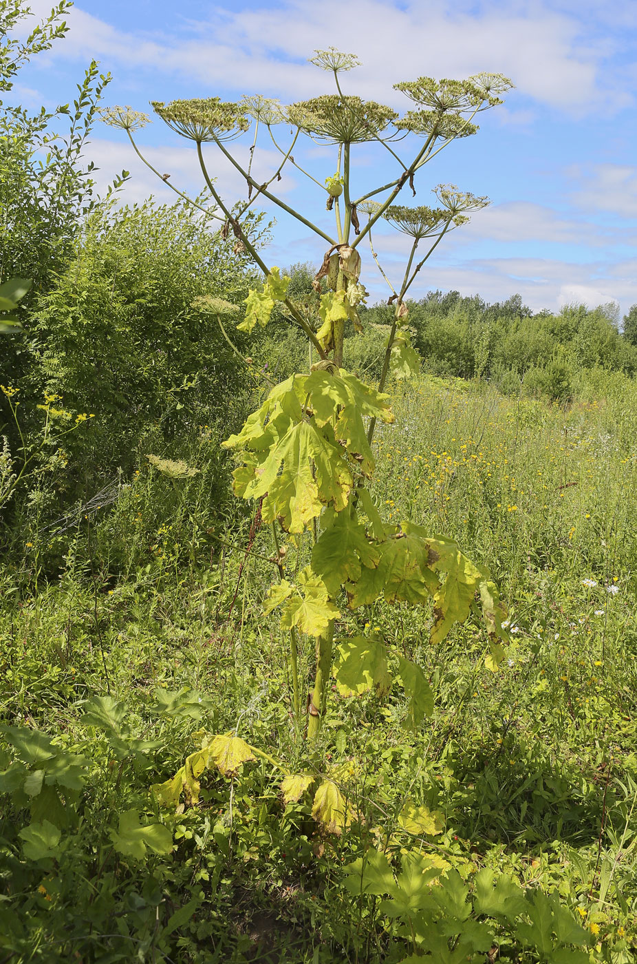 Image of Heracleum sosnowskyi specimen.