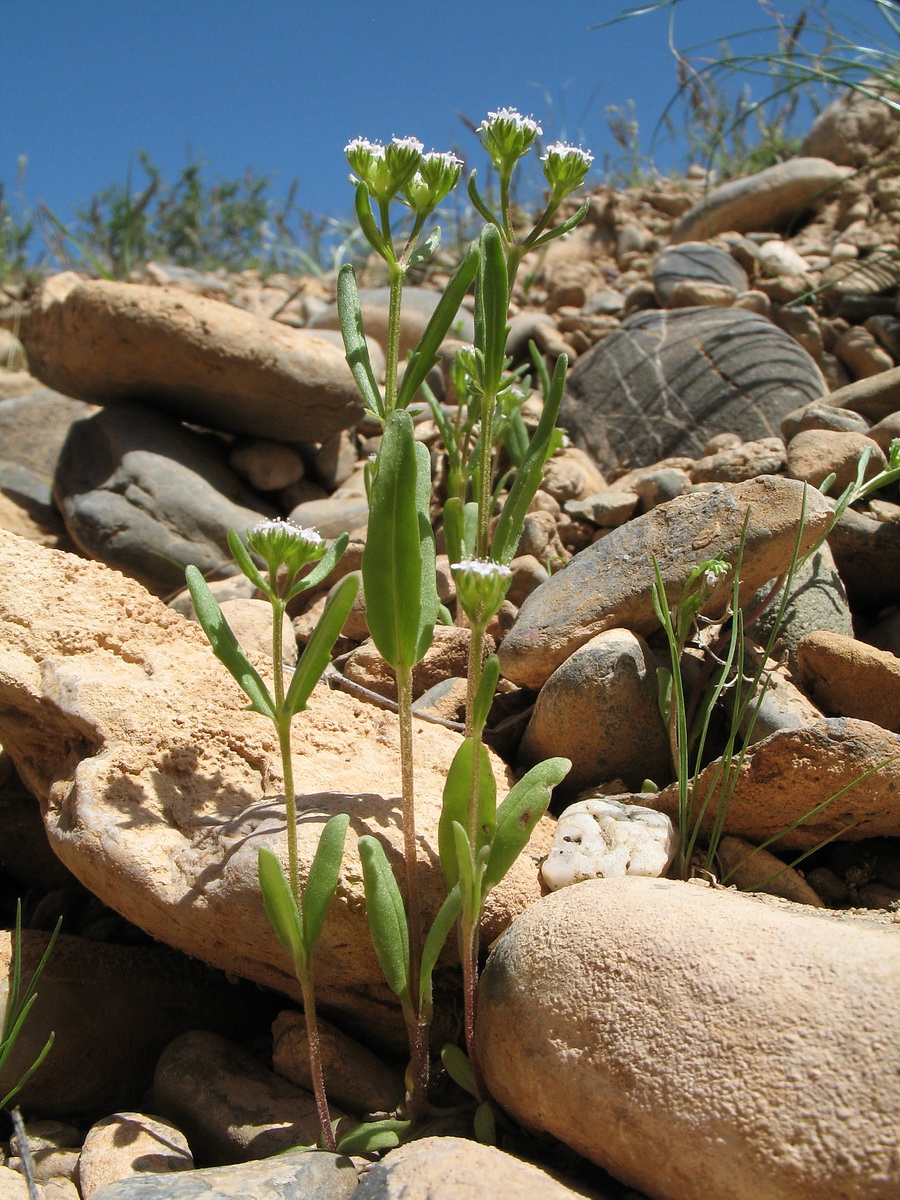 Image of Valerianella szovitsiana specimen.