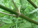 Heracleum sibiricum. Часть побега. Свердловская обл., Североуральский городской округ, окр. пос. Крутой Лог, бывшая дер. Высотинка, опушка сосново-елового леса. 29.07.2017.