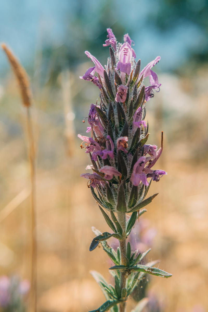 Image of Thymbra spicata specimen.