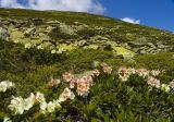Rhododendron caucasicum. Цветущие растения. Кабардино-Балкария, Приэльбрусье, северный склон горы Чегет, 2700 м н.у.м. 29.06.2008.