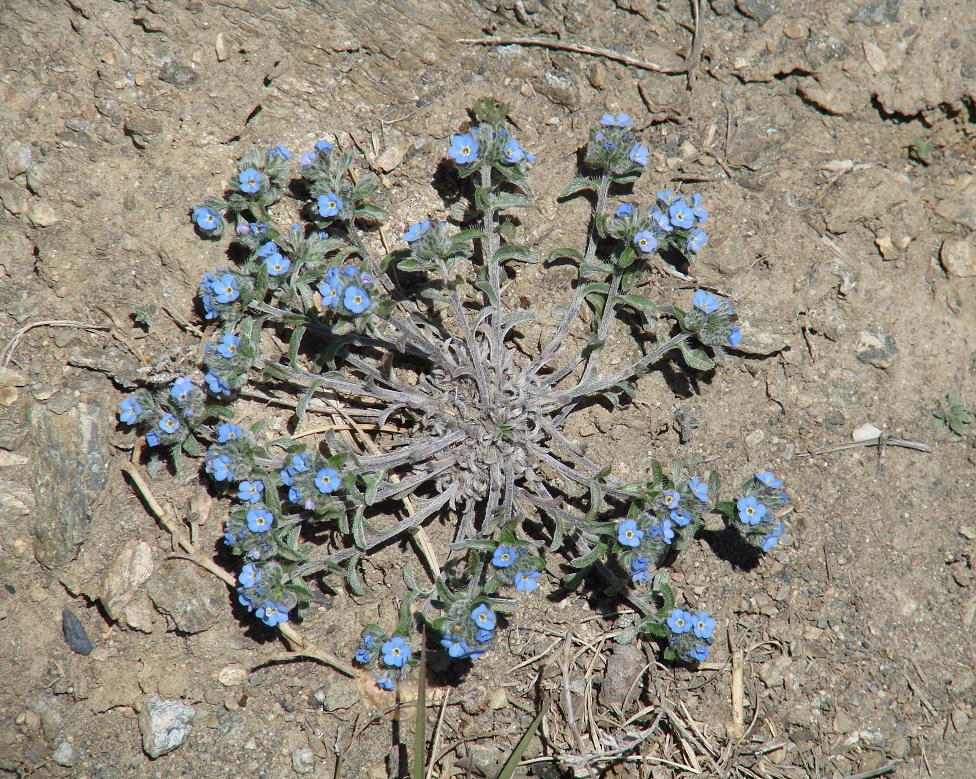 Изображение особи Amblynotus rupestris.