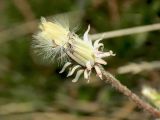 Taraxacum tenuisectum